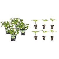 Bonnie Plants Strawberry, Live Plant, 19.3 oz. (4-Pack) & Jalapeno Pepper Plug, Live Plant, 3 Cubic in., 6-Pack