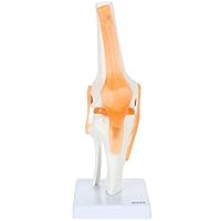 Knee Model with Ligaments and Muscles, Human Knee Model Displays Movement, Includes Durable Base and Detailed Full Color Product Manual