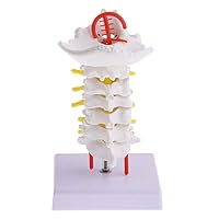 Flexible Spine Anatomical Model - Human Cervical Vertebra Carotid Artery Model - for Chiropractic Human Anatomical Educative Study Kit Lab Supplies