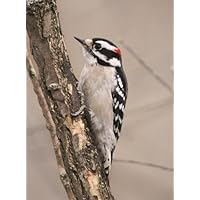 ConversationPrints DOWNY WOODPECKER POSTER PICTURE PHOTO BANNER bird small north american
