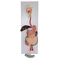 Human Digestive System Anatomical Model, Human Organ Sculpture Model with Digital Logo, Professional Medical Teaching Aids