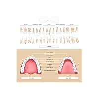 Laminated Human Dental Anatomy Permanent Tooth Diagram Educational Chart Poster Dry Erase Sign 12x18