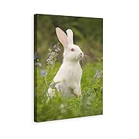 White Rabbit Bunny Red Eyes Canvas Poster Bedroom Decor Sports Landscape Office Room Decor Gift,Canvas Poster Wall Art Decor Print Picture Paintings for Living Room Bedroom Decoration 16x24inchs(40x60