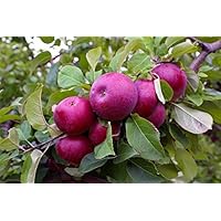 (5 Gallon Potted Set of 2) Red Delicious Apple Tree Live Fruit Plants for Planting - 10-15 Ft Tall Fully Grown