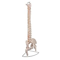 Life Size Human Spine Model, Bendable Spinal Cord with Hyoid Bone, Herniated Disk, Nerves, Arteries, Pelvis, Femur Heads, Teaching Tool for Science Study or Patient Education, Include Stand
