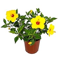 Yoder Yellow Hibiscus Bush with Red Throat - 22