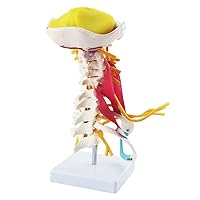 Teaching Model,Human Cervical Spine Column Model with Nerves and Muscles for Science Classroom Study Display Teaching Medical Model