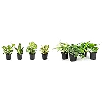 Live Indoor Plants Bundle - Pothos, Snake Plants, Philodendrons, and More | Air Purifying and Pet Safe House Plants