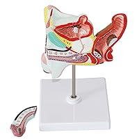 Anatomical Model of Male Internal and External Reproductive System Male Gonorrhea Model, 1:1 Ratio Design, Environmentally Friendly PVC, Used for Medical Teaching