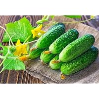 Seeds Self-Pollinated Cucumber Be st Seller 37 Days for Pickling Indoor Non GMO Hybrid