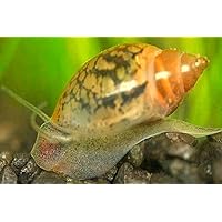50 Sm/Med Bladder Snails-Great Feeder Snails for Your Freshwater Life or Cleaners for Your Tank-Ships Next Day-Please See Our Shipping/Return Policy