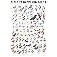 Sibley's Backyard Birds: Eastern North America by unknow (2010) Wall Chart