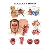ENT Ear Nose and Throat Anatomical Chart