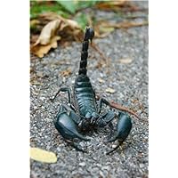 ConversationPrints ASIAN FOREST SCORPION GLOSSY POSTER PICTURE PHOTO wall decor insect bug hang