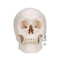 3B Scientific A20/9 Classic Skull w/ Brain 5-part - 3B Smart Anatomy
