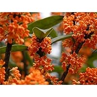 Orange Flowering Fragrant Tea Olive (osmanthus) - Live Plant - 3 Gallon Pot