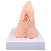 Genital Anatomy Model, Catheterization Manikin with Anatomical Location Markers for Understanding and Mastering, The Correct Operation Method of Urinary Catheterization (Size : B)