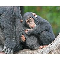 ConversationPrints BABY CHIMP GLOSSY POSTER PICTURE PHOTO cute chimpanzee monkey decor hang aww