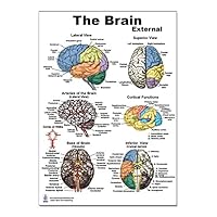 The Brain External Structure Poster 12 * 17inch, Waterproof
