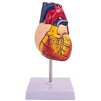 Teaching Model,Model of Heart Life Size Heart Anatomical Model with 2 Detachable Parts and Digital Labeled Suitable for Teaching Use of Medicine and Biology Majors