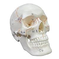 Human Head Skull Anatomical Model with Hand Write Number Not Smudged for Student Human Anatomy Study Course Human Anatomy Skeleton Model for Kids