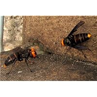 ConversationPrints ASIAN GIANT HORNETS GLOSSY POSTER PICTURE PHOTO bees wasps inects wall decor
