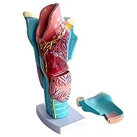 Teaching Model,Anatomy Models Human Body 2 Times Magnification Small Larynx Model with 2 Detachable Parts + Clear Texture Anatomical Models Larynx for Teaching Models Doctor-patien