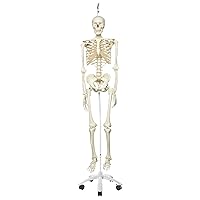 3B Scientific A10/1 Stan the Standard Skeleton w/ hanging roller stand - 3B Smart Anatomy