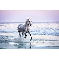 Wild White Horse Running Free on Ocean Beach Cute Animal Western Country Animal Photo Girls Bedroom Pink Blue Cool Wall Decor Art Print Poster 16x24