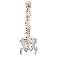 3B Scientific A58/6 Deluxe Flexible Spine Model with Femur Heads, 32.7