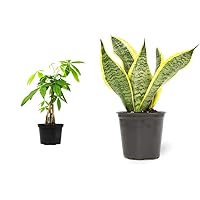 Money Tree Plant Indoor House Plants, Chinese Money Plant Decor & Altman Plants, Live Snake Plant, Sansevieria trifasciata Superba, Fully Rooted Indoor House Plant in Pot