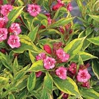 (1 Gallon) French Lace Weigela is A Variegated Weigela with Bright Green Leaves with Yellow Green Margins. This Fast Growing Weigela Has A Rounded Habit.