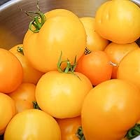Eden Brothers Tomato Seeds - Golden Jubilee Non-GMO Seeds for Planting, 1/4 lb | Low-Maintenance Vegetable Seeds, Plant During Warm Season, Zones 10, 3, 4, 5, 6, 7, 8, 9