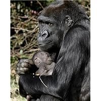 ConversationPrints BABY GORILLA AND MOTHER GLOSSY POSTER PICTURE PHOTO monkey chimp ape decor