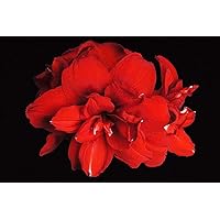 Double King Red Amaryllis - 30/32cm Large Bulb - Shipping Now/Holiday Blooms