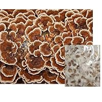 Turkey Tail Mushroom Mycelium Grain Spawn 2oz