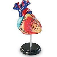 Learning Resources Human Heart Model, Working Heart Model, Anatomy for Kids, Human Body Heart Model, Educational Model, Ages 8+