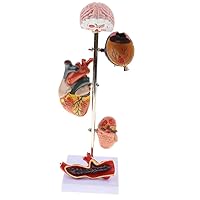 Teaching Model,Human Organ Anatomy Diabetes Pathological Model Removable 5 Parts Pathological Hypertension Model Medical Teaching Study Kits Laboratory Ornament with Stan