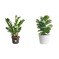 Costa Farms ZZ Plant 12-Inches Tall Potted & Little Fiddle Leaf Fig Tree 10-12 Inches Tall Potted