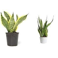 Live Snake Plant, Sansevieria trifasciata Superba, Fully Rooted Indoor House Plant in Pot & Costa Farms Live Snake Plant, Easy Care Houseplant in Indoor Garden Plant Pot