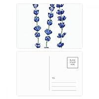 Blue Lavender Flower Plant Postcard Set Birthday Mailing Thanks Greeting Card