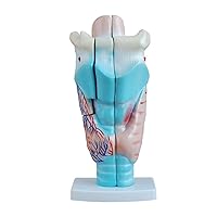 Magnified Human Larynx Model (Premium Quality)