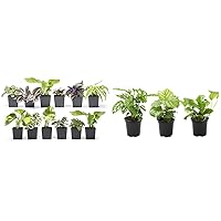 Live Houseplants (12PK), Indoor Plants for Delivery Prime & Essential Houseplant Collection (3PK) Live Plants Indoor Plants Live Houseplants in Plant Pots