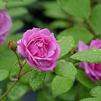 4.5 in. Quart Rise Up Lilac Days™ Rose (Rosa), Live Plant, Shrub, Purple Flowers