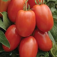 Tomato Roma Great Heirloom Garden Vegetable Seeds by Seed Kingdom (1 Lb Seeds)