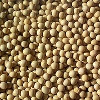 Beans Soybeans 2x 25LB