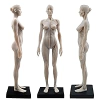 Female Resin Human Body Musculoskeletal Anatomical Model 11 inch