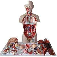Teaching Model,Human Torso Model(Dual-Sex) Has 27 Removable Life Size Human Organs Model, Open Back Design Exposes Muscular Layers Medical School Nursing Educational Supp