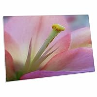 3dRose Doreen Erhardt Floral - Pink Lily - Desk Pad Place Mats (dpd-15439-1)