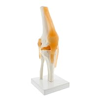 MonMed Life Size Human Knee Joint Model with Knee Ligament, Knee Anatomy Model Anatomy of The Knee Model with Ligaments